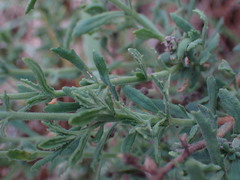 Chaenostoma caeruleum