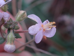 Chaenostoma caeruleum