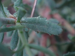 Chaenostoma caeruleum