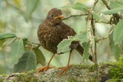 Turdus boulboul