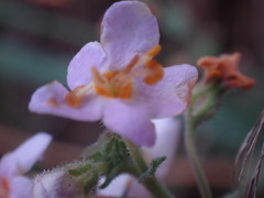 Chaenostoma caeruleum