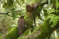 Turdus boulboul
