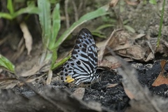 Graphium delessertii