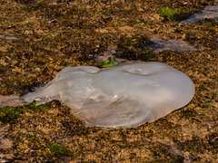 Rhopilema verrilli