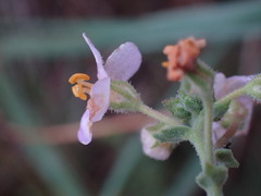 Chaenostoma caeruleum