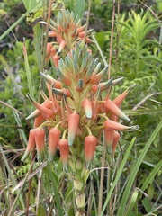 Aloe cooperi