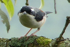 Pteruthius aeralatus