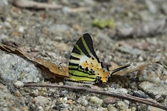 Graphium antiphates