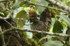 Dendrocoptes auriceps