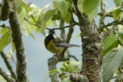 Parus monticolus