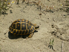 Testudo hermanni hermanni