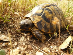 Testudo hermanni hermanni