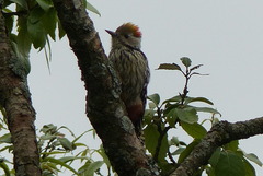 Dendrocoptes auriceps