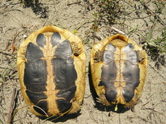 Testudo hermanni hermanni