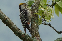 Dendrocoptes auriceps