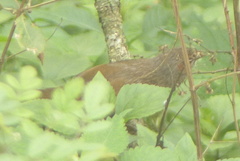 Trochalopteron lineatum