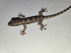 Hemidactylus platyurus