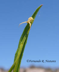 Uraarachne runcinioides