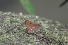 Pithauria marsena