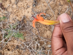 Tylecodon grandiflorus
