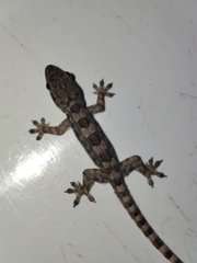 Hemidactylus platyurus