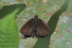Ancistroides nigrita