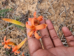 Tylecodon grandiflorus