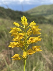 Eulophia odontoglossa