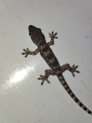 Hemidactylus platyurus