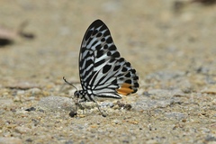 Graphium delessertii