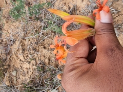 Tylecodon grandiflorus