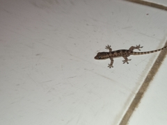 Hemidactylus platyurus