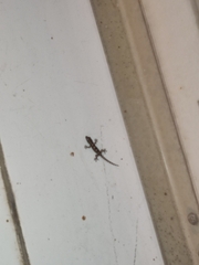 Hemidactylus platyurus