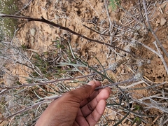 Tylecodon grandiflorus