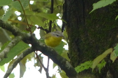 Phylloscopus xanthoschistos