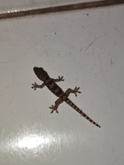 Hemidactylus platyurus