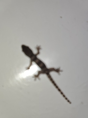 Hemidactylus platyurus