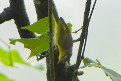 Phylloscopus xanthoschistos