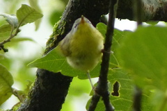 Phylloscopus xanthoschistos