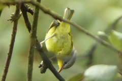 Phylloscopus xanthoschistos