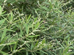 Croton linearis