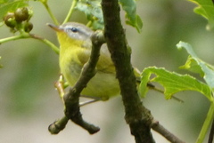 Phylloscopus xanthoschistos