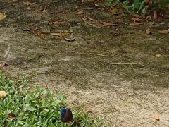 Pompelon marginata