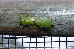 Urolabida