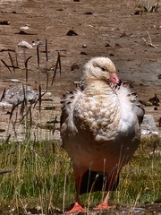 Oressochen melanopterus