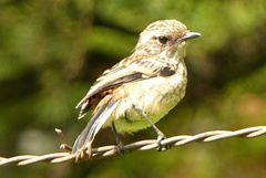 Saxicola