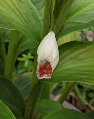 Boesenbergia thorelii