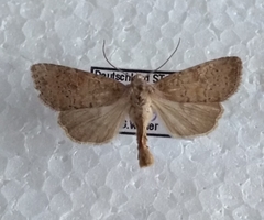 Parastichtis suspecta