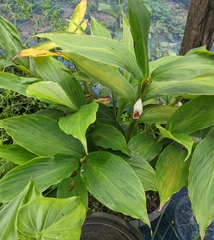 Boesenbergia thorelii