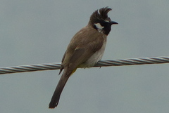 Pycnonotus leucogenys